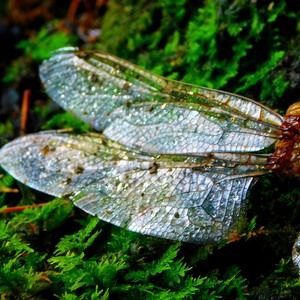 Meet your Posher, Connie